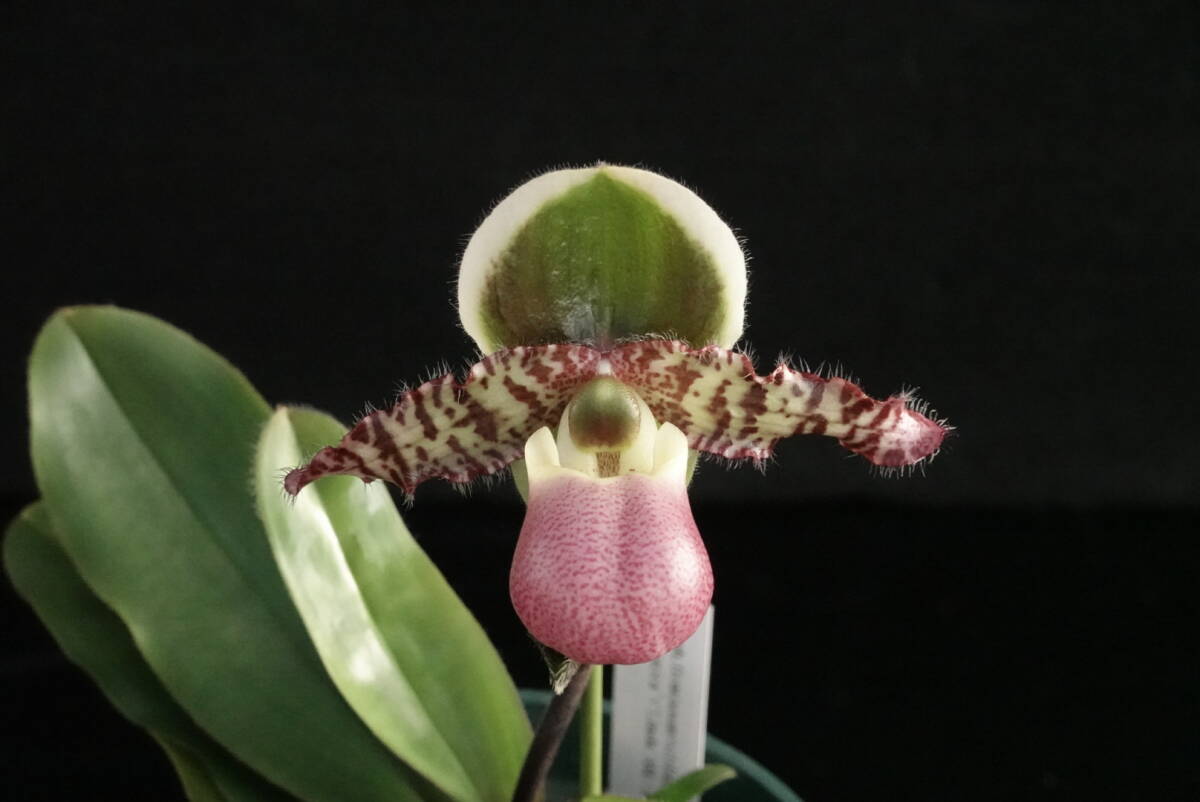 初花一点物 Paph liemianum ('Veronica'×'Linda'AM/AOS) 原種 パフィオ 洋蘭 原種 パフィオ 洋蘭_本出品株。