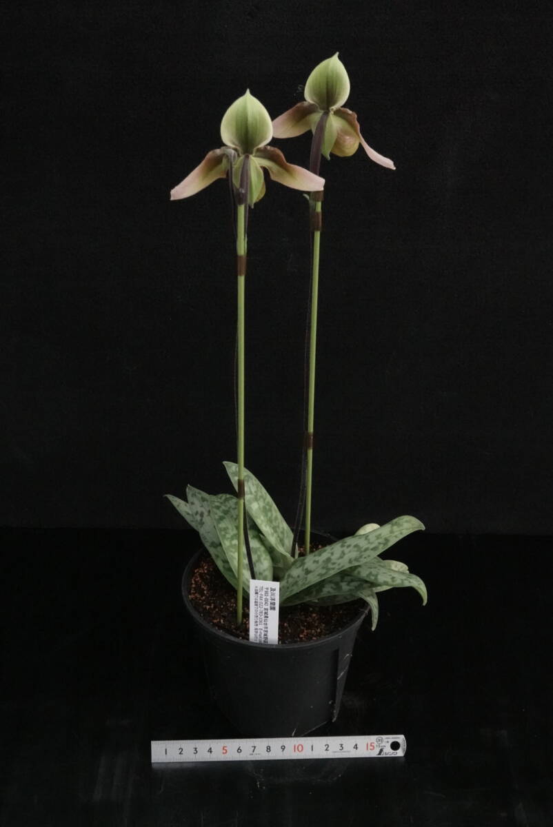 一点物 2輪開花中 Paph appletonianum ラオス産のシブリング実生 原種 パフィオ 洋蘭_画像6