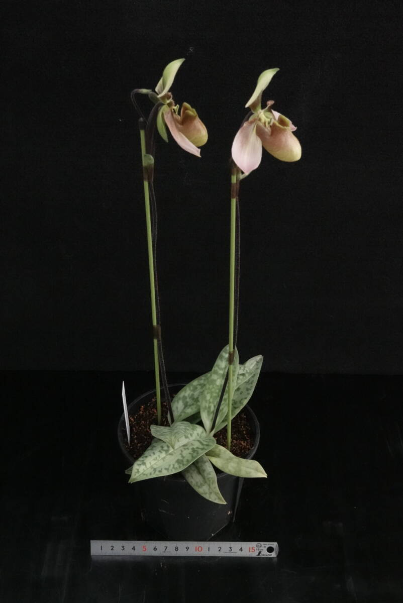 一点物 2輪開花中 Paph appletonianum ラオス産のシブリング実生 原種 パフィオ 洋蘭_画像5