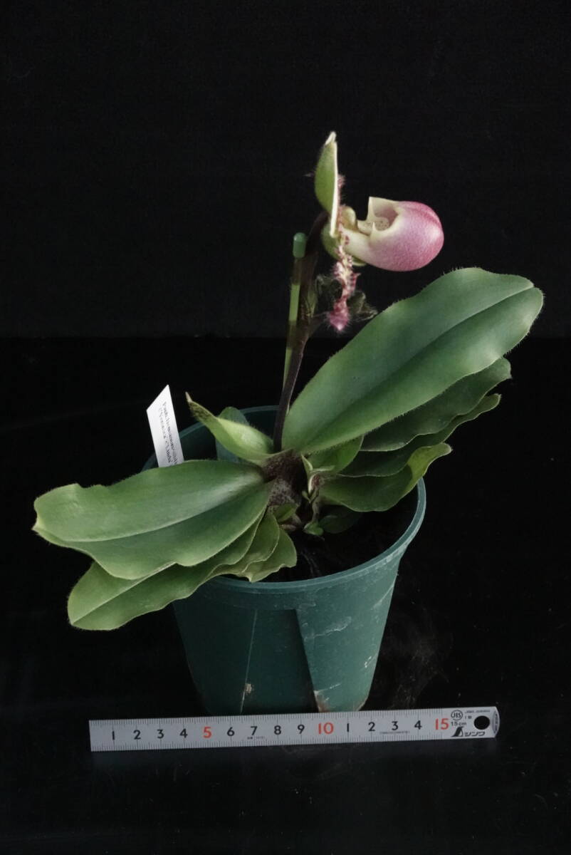 初花一点物 Paph liemianum ('Veronica'×'Linda'AM/AOS) 原種 パフィオ 洋蘭 原種 パフィオ 洋蘭_画像4