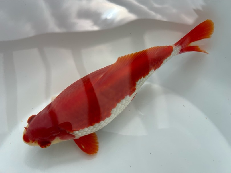 【ルビー14】　更紗和金　フナ尾　明け3歳魚　約20cm_画像2