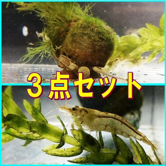 ミナミヌマエビ15匹 ヒメタニシ10匹 カワニナ10匹　ミジンコ少量おまけ！_画像1