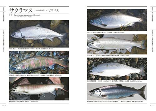  modified . new version keta trout *iwana. understand book@ keta . fishes .. ba Eve ru long-expected modified .! Salmon Trout Charr