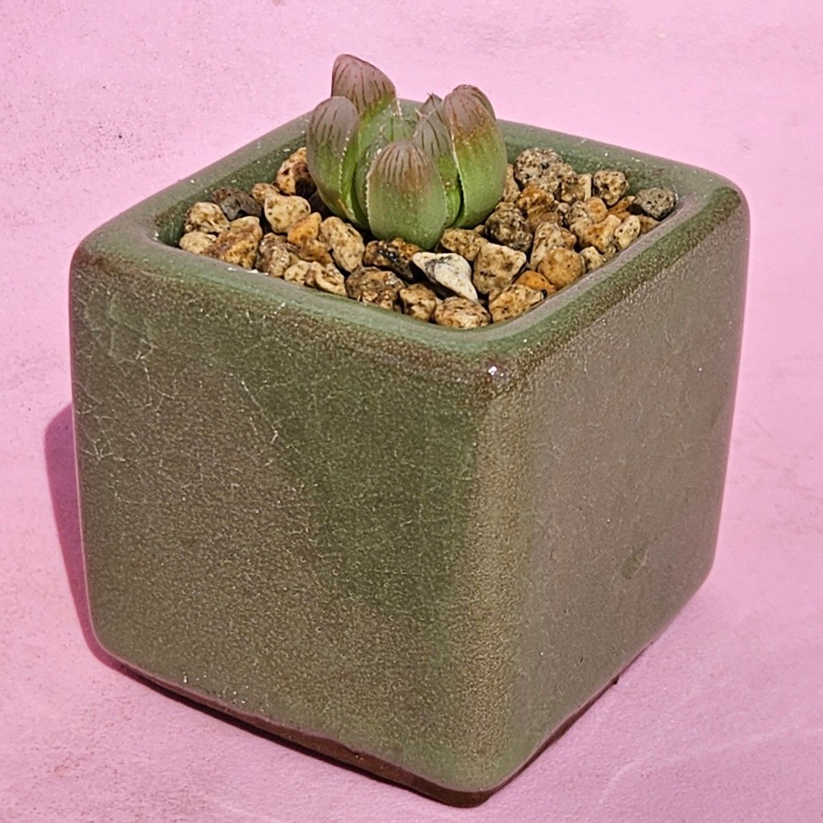 ハオルチア 多肉植物 Haworthia オブツーサ 金運 金運アップ 風水 商売繁盛 鉢付き ブルー グリーン 鶯色 黄緑 鉢付