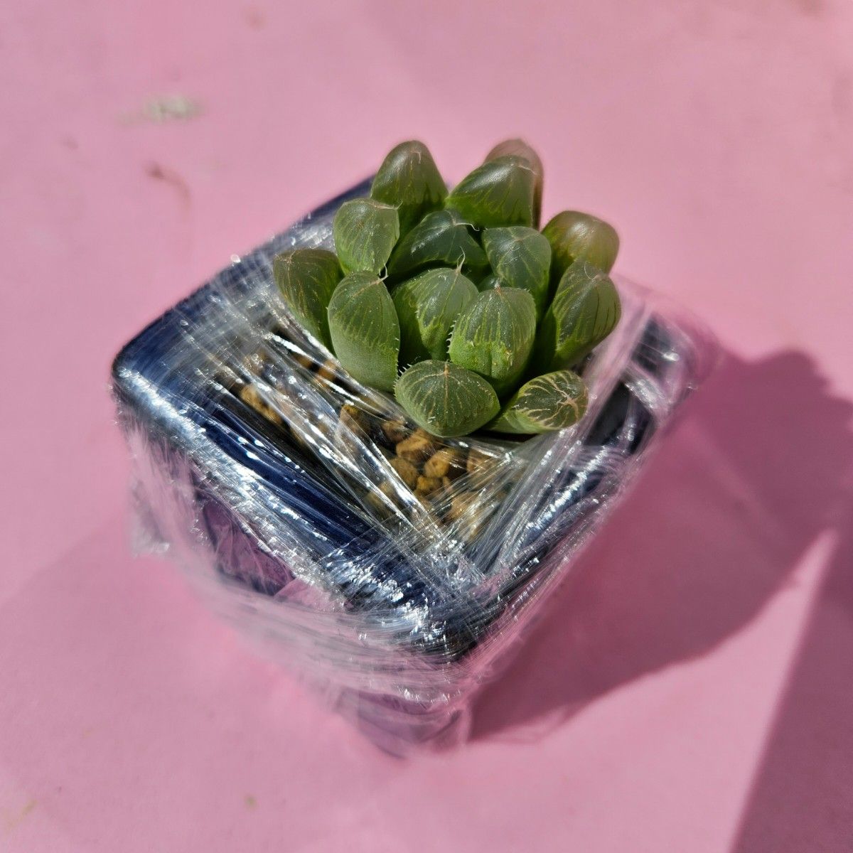 ハオルチア 多肉植物 Haworthia オブツーサ 金運 金運アップ 風水 商売繁盛 鉢付き ブルー グリーン 鶯色 黄緑 鉢付