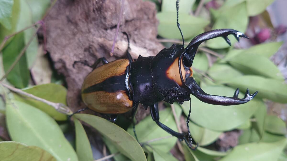 WILD　アチェ　Mt.Leuser産　 ラコダールツヤクワガタ♂７８ミリペア 　インドネシア便　A1_画像1