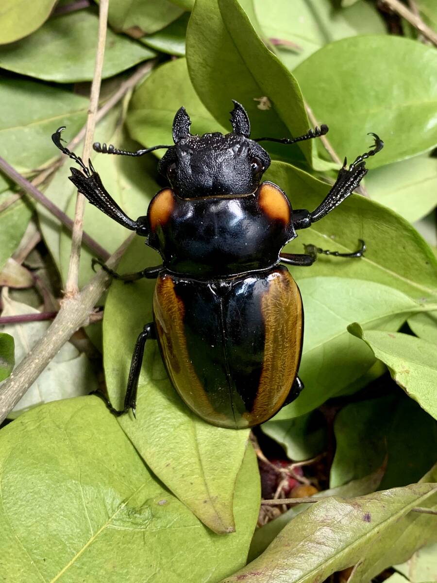 WILD　アチェ　Mt.Leuser産　 ラコダールツヤクワガタ♂８０ミリペア 　インドネシア便　_画像2