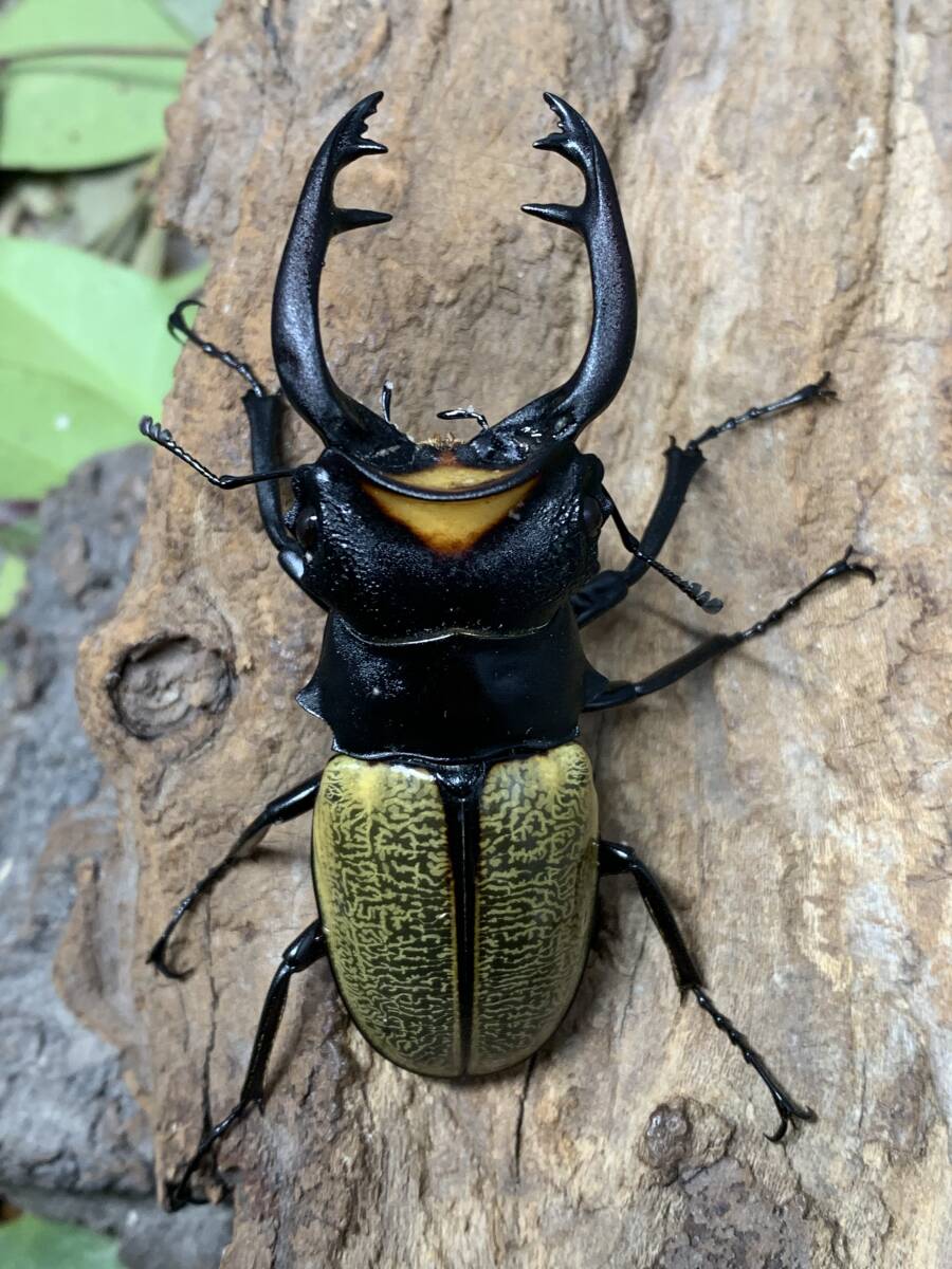 WILD スペクタビリスツヤクワガタ♂７０．６ミリペア スマトラ島 パダン産 インドネシア便 A２の画像1