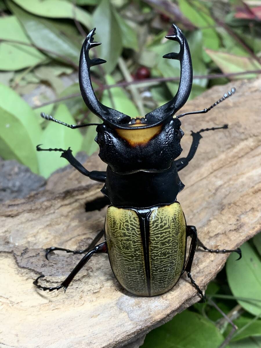 WILD スペクタビリスツヤクワガタ♂７０．１ミリペア スマトラ島 パダン産 インドネシア便 の画像1