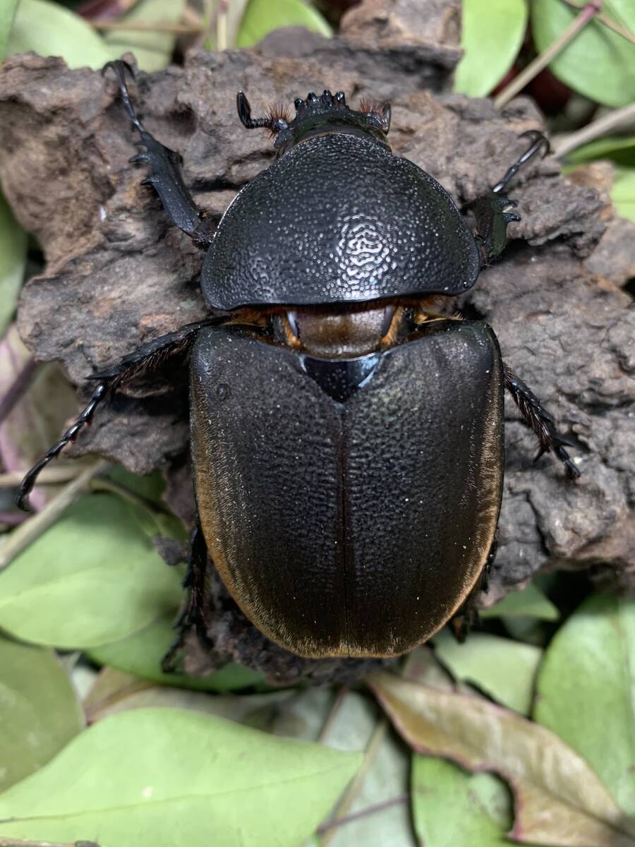 WILD コーカサスオオカブト♀単品２頭セット スマトラ島 インドネシア便 A１の画像1