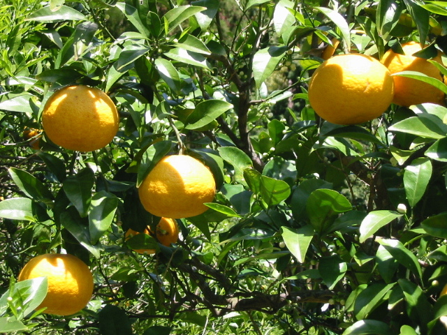 ☆ 静岡県伊豆半島より 無農薬ノーワックス 甘夏みかん 紅甘夏混載有り 10kg ☆②_画像5