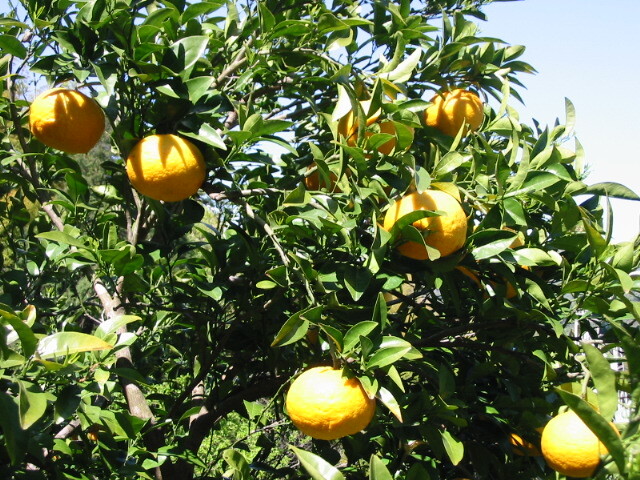 ☆訳あり キズあり 静岡県伊豆半島より 無農薬ノーワックス 甘夏みかん 紅甘夏混載有り 10kg以上☆②_画像6