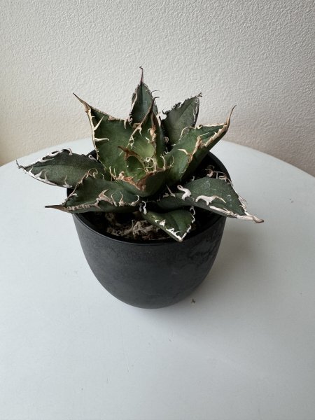 10 メリクロン苗 アガベ チタノタ アリゾナTC Agave titanota from Arizona_画像1