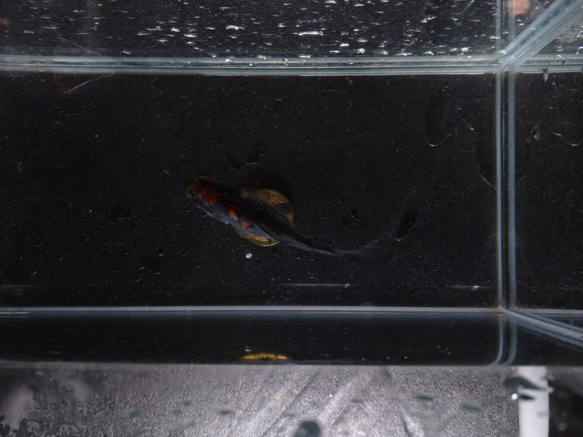 同梱可能！ おぎの養魚場 銀鱗和金 約7cm No9 荻野養魚場 銀鱗墨和金 銀鱗三色和金_画像10