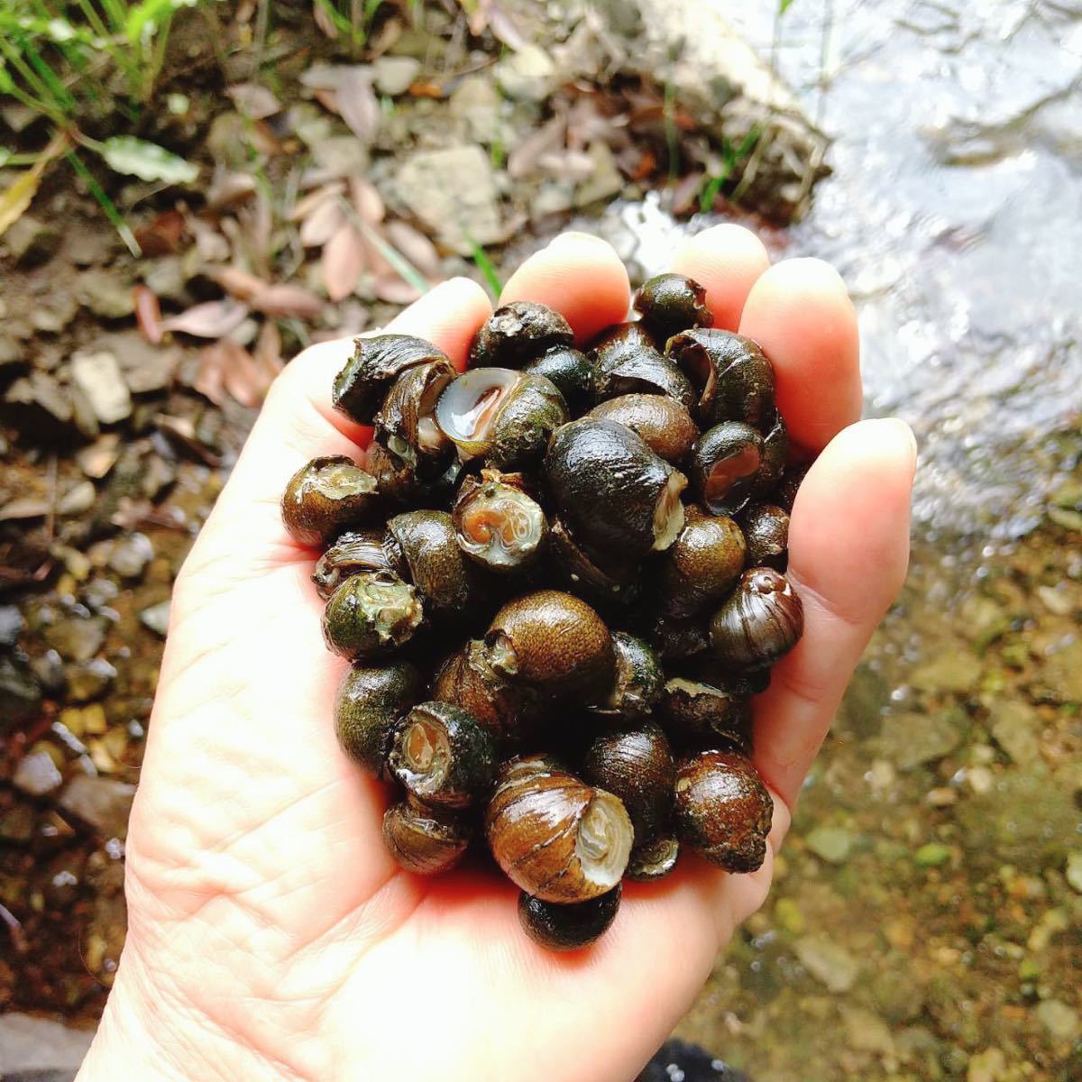 イシマキガイ100個 淡水魚 石巻貝 お掃除 苔取り 貝 清掃 掃除屋さん メダカ 金魚 水槽 水質浄化に！_画像3