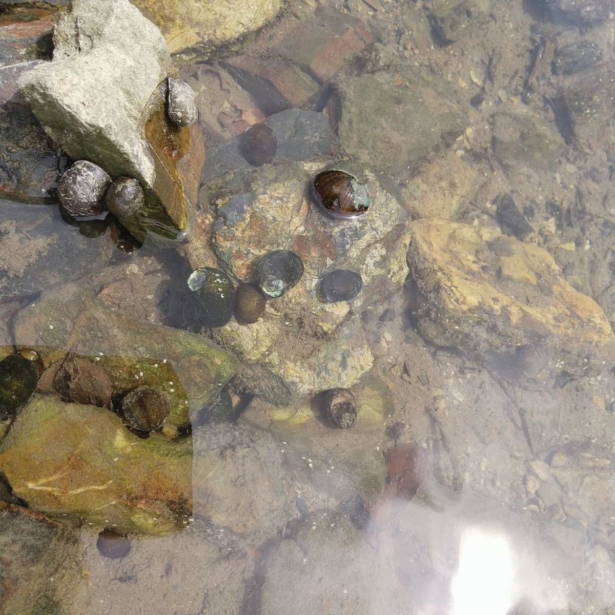 イシマキガイ50個 淡水魚 石巻貝 お掃除 苔取り 貝 清掃 掃除屋さん メダカ 金魚 水槽 水質浄化に！_画像4