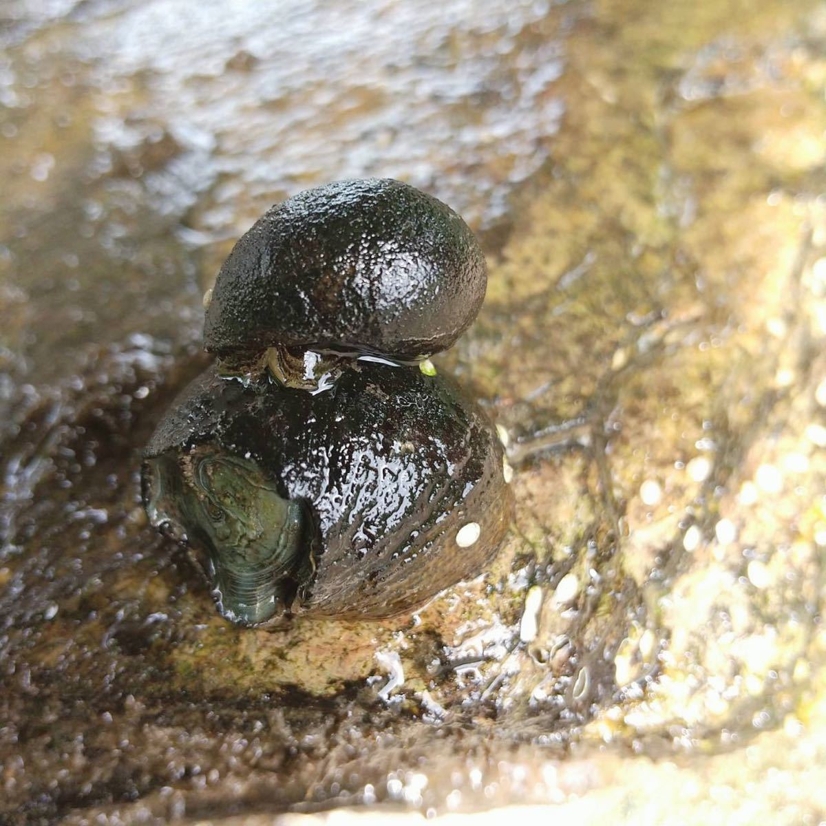 イシマキガイ50個 淡水魚 石巻貝 お掃除 苔取り 貝 清掃 掃除屋さん メダカ 金魚 水槽 水質浄化に！_画像5