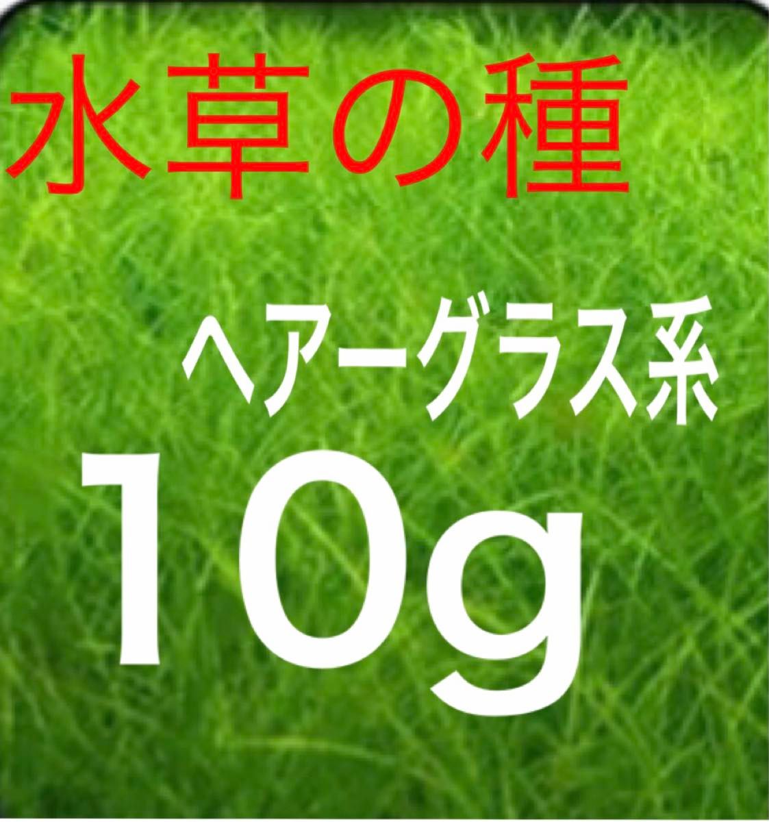 アクアリウム 水草の種 ショートヘアーグラス 系　10g