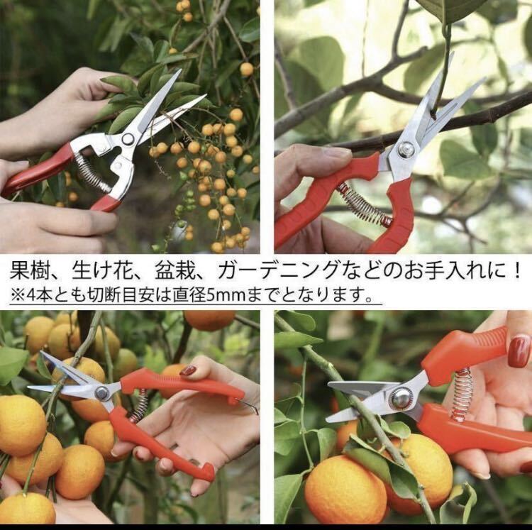  pruning . natural flower scissors flower gardening fruit tree bonsai kitchen garden garden branch cut 