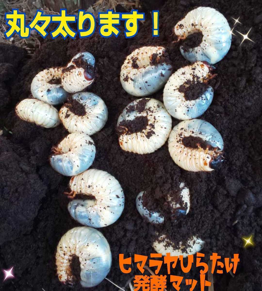 飼育のサポート致します！カブトムシ飼育はコレ【改良版】雑虫混入99％なし！コバエも湧かない！ひらたけ発酵マット☆幼虫の餌、産卵に抜群_画像8