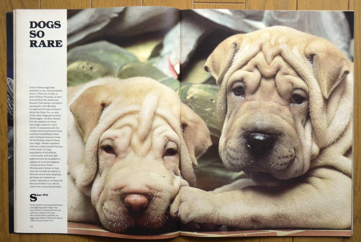 稀少！LIFE誌/January,1979/希少な犬たち/Dogs so Rare/シャー・ペイ/ライフ誌/USA/アメリカ雑誌/_画像3