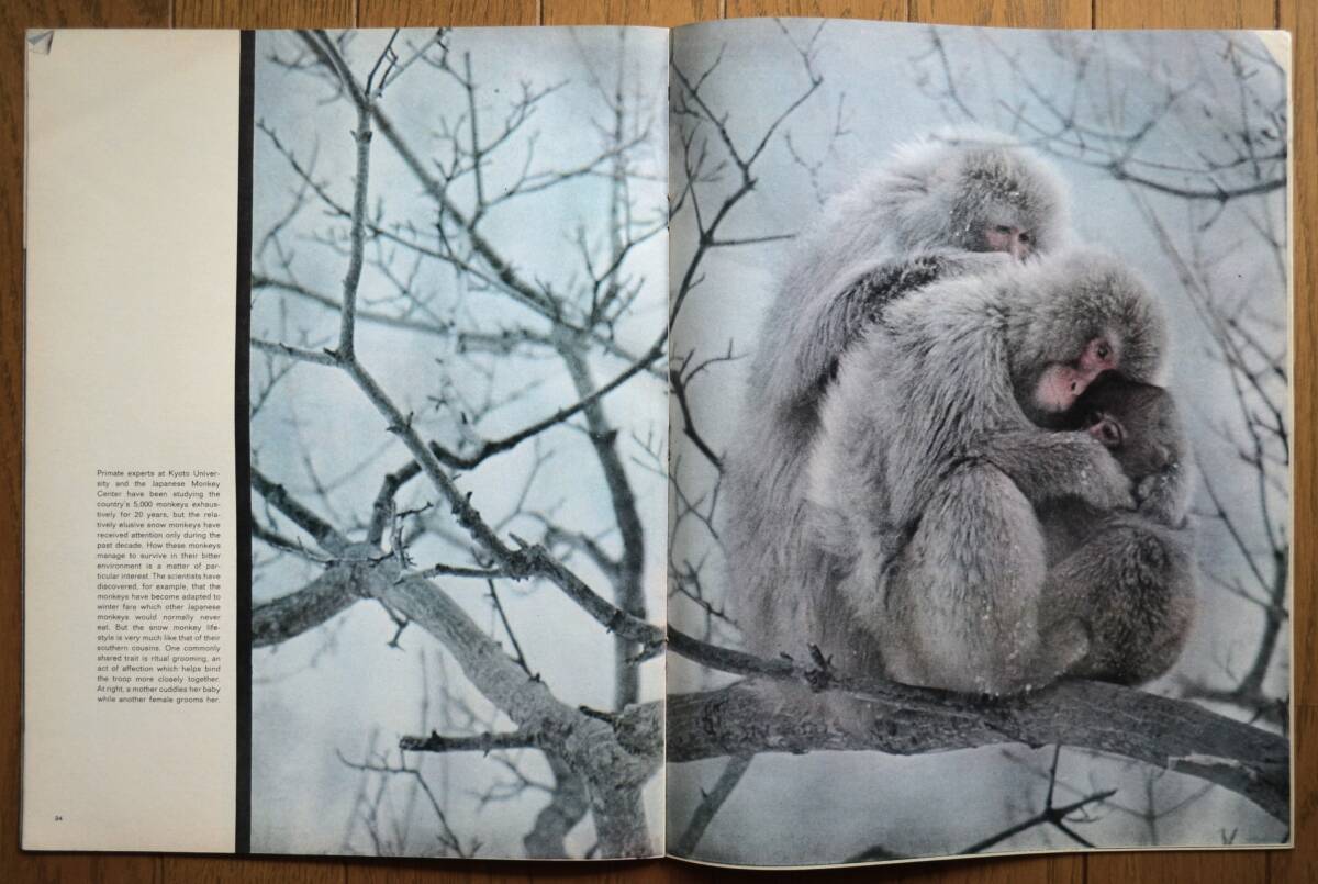 稀少！LIFE誌/March 2,1970/日本猿/北限のサルと温泉/Snow Monkeys/ライフ誌/USA/アメリカ雑誌/の画像5