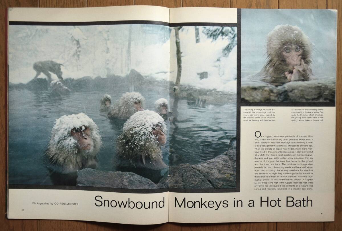 稀少！LIFE誌/March 2,1970/日本猿/北限のサルと温泉/Snow Monkeys/ライフ誌/USA/アメリカ雑誌/の画像4