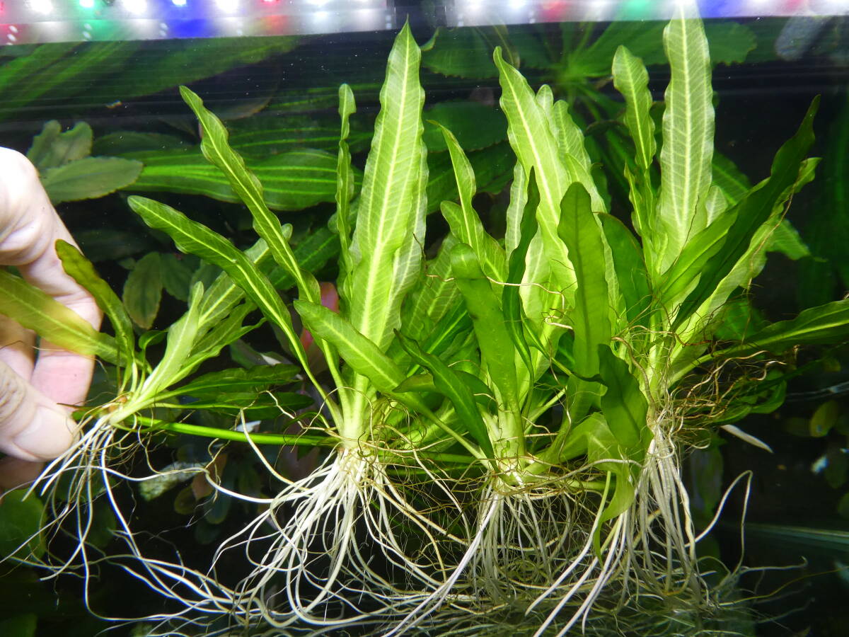  водоросли Echinodorus sp. ho rema 2 - Monte Carlo -1 AZ рейс Shute 1 минут 