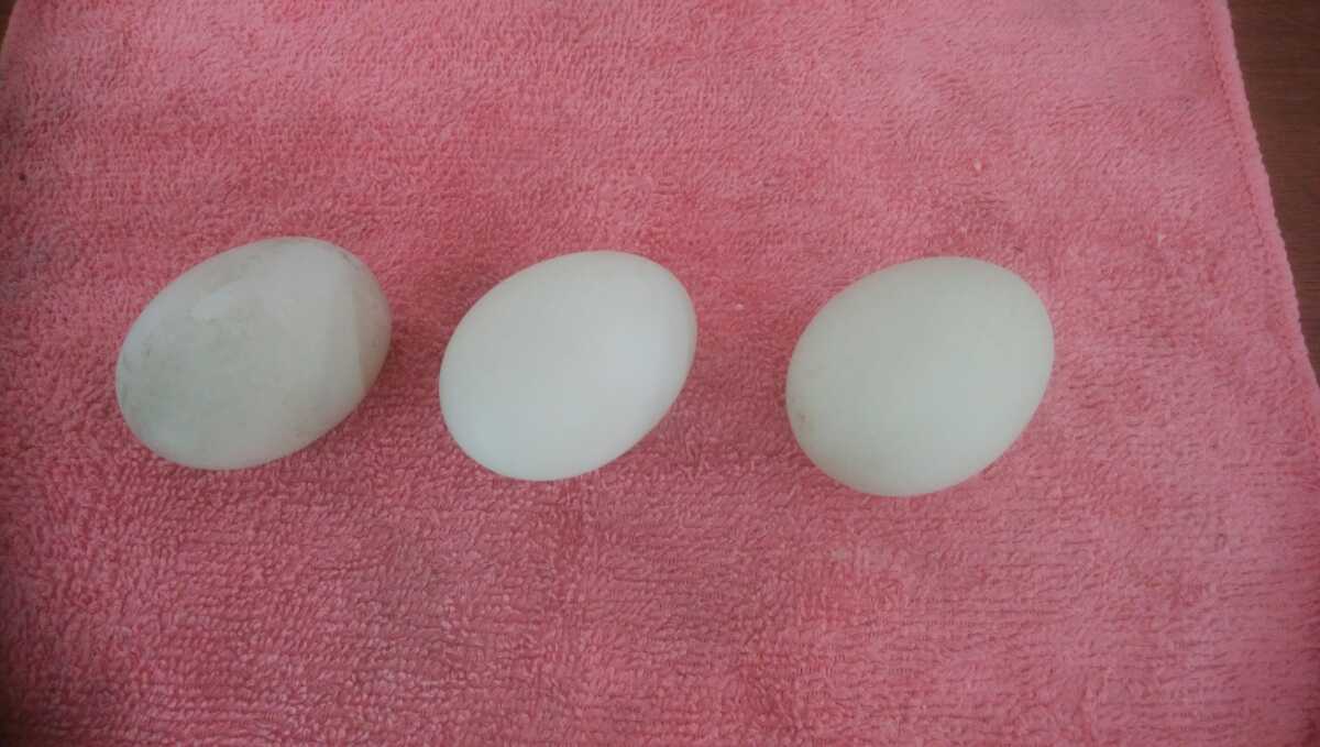 食用 コールダック  卵 3個 白×白の画像1