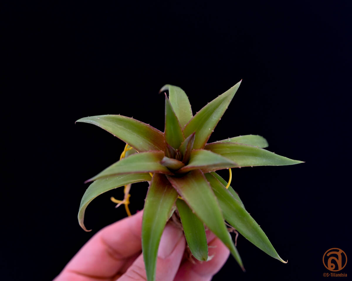 S-Dyckia -ディッキア-8-★★★★★★ Sthreliana x Distchya aurea★★★★★★_画像3