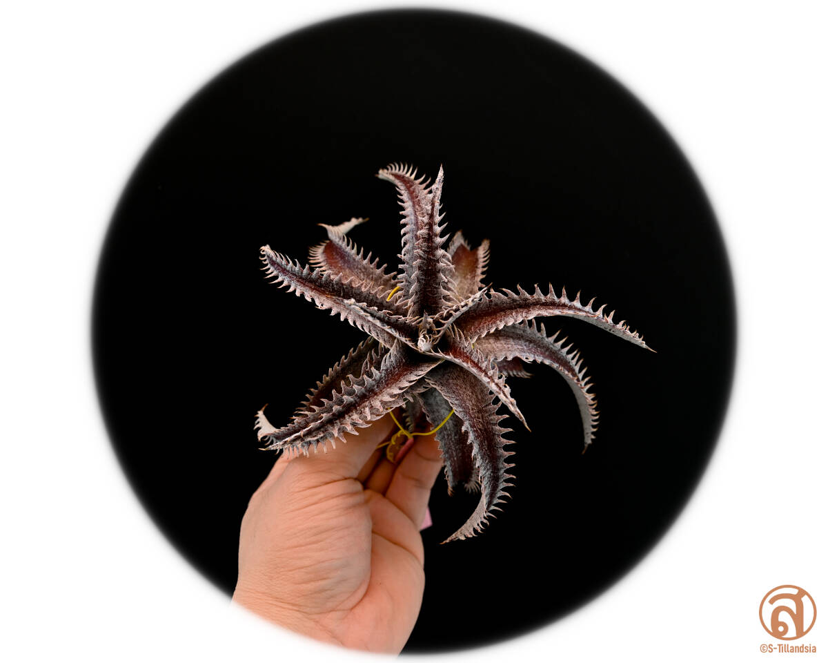 S-Dyckia -ディッキア-11-Octopus F1_画像1