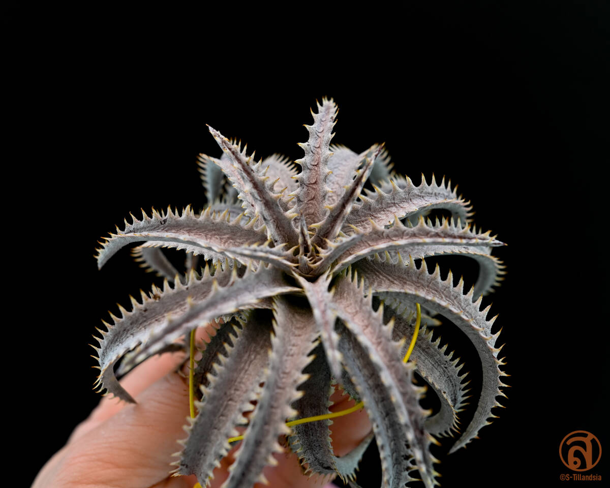 S-Dyckia -ディッキア-15-Squid boy x Bone_画像3