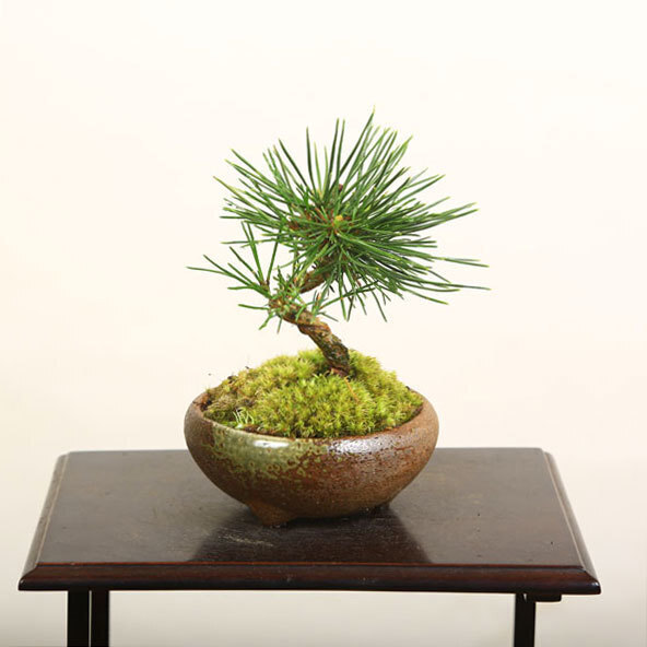 ミニ盆栽：三河黒松（瀬戸焼)*bonsaiの画像1