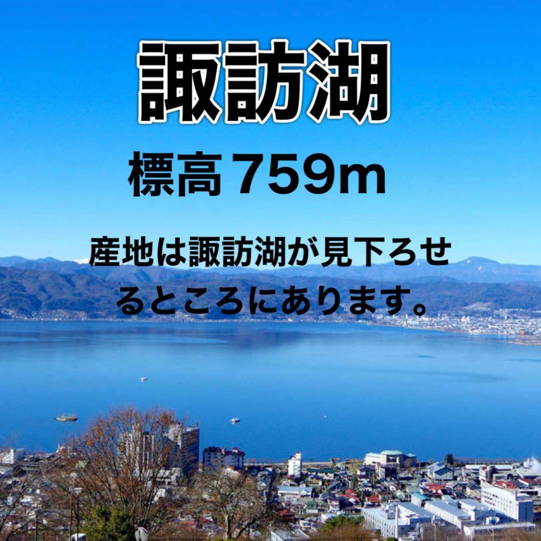 八ヶ岳産 行列ありがとまと 約1.2kg 味濃いめ！農薬は薄め！お子様も大好き！_画像4