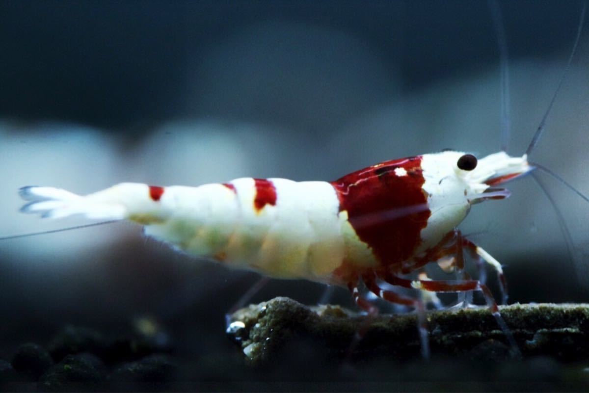 【特価スタート】《Howl＆Louis》Red Bee Shrimp 多分♀ ②_画像4