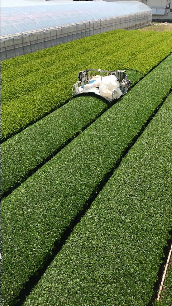 深蒸し茶１００ｇ×６袋　深むし茶　カテキン 緑茶 美味しいお茶 Green tea！ 静岡県産 新茶