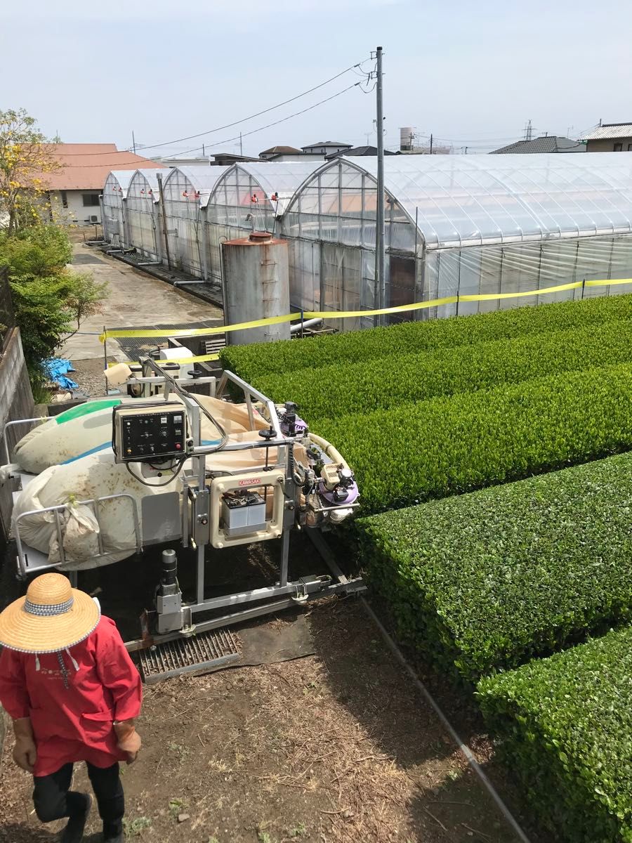 深蒸し茶１００ｇ×６袋　深むし茶　カテキン 緑茶 美味しいお茶 Green tea！ 静岡県産 新茶