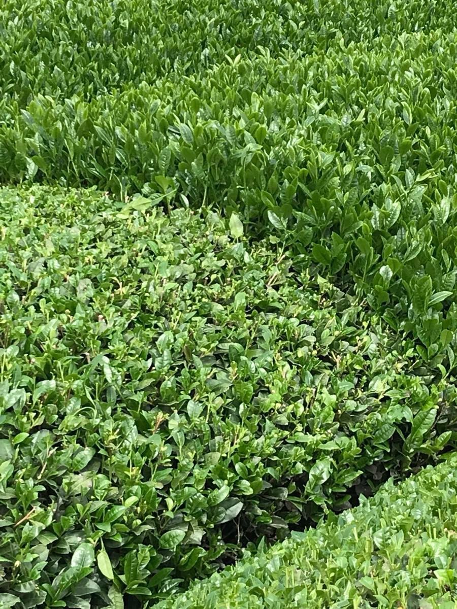 2023年産 静岡県産 深むし茶 高級煎茶１００ｇ×３　深蒸茶　緑茶！ 静岡茶　