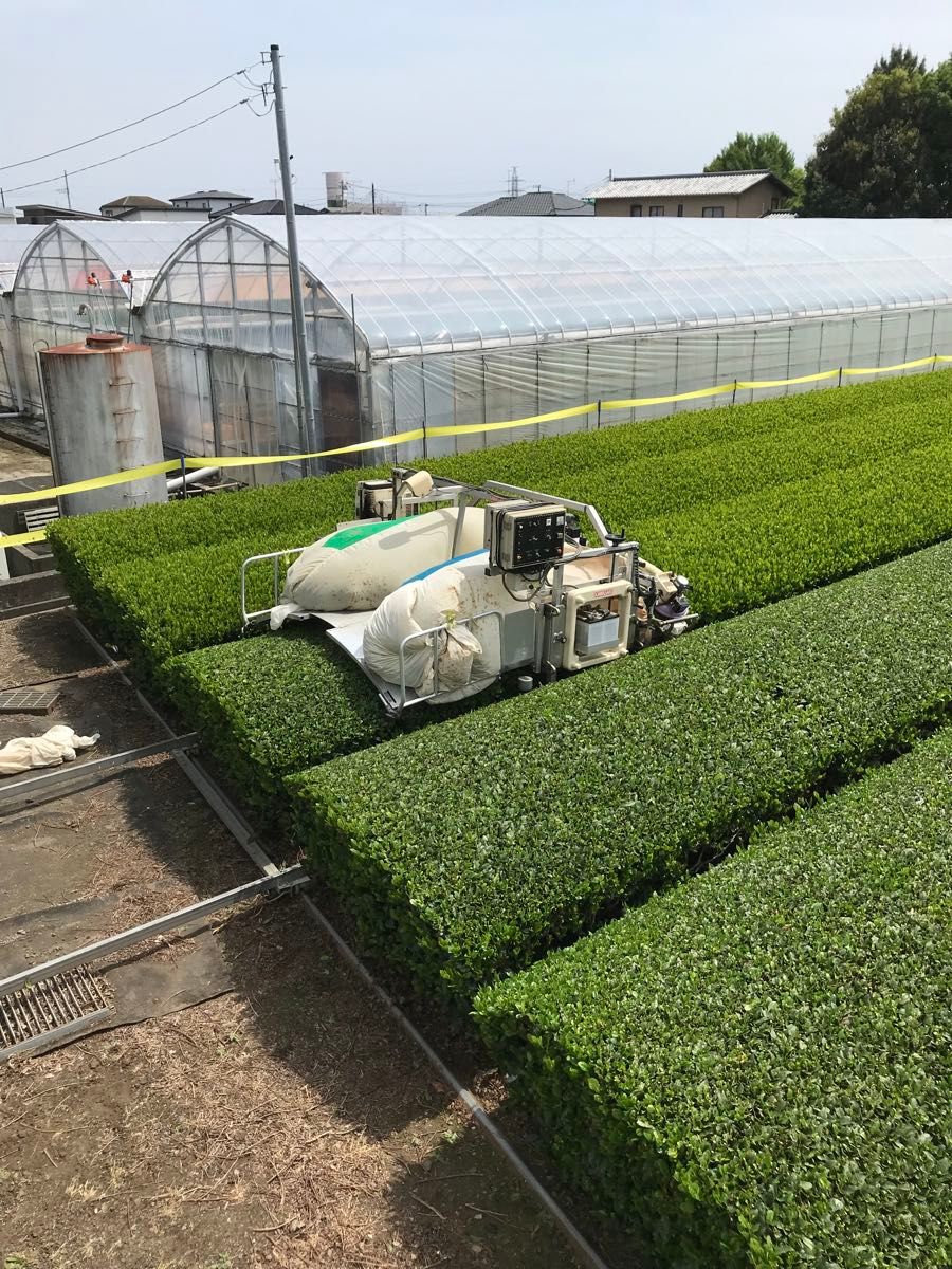 2023年産 品種つゆひかり　かぶせ茶　粉茶 静岡県産 ２００g×３袋　カテキン 深蒸し茶　緑茶　 Green tea 