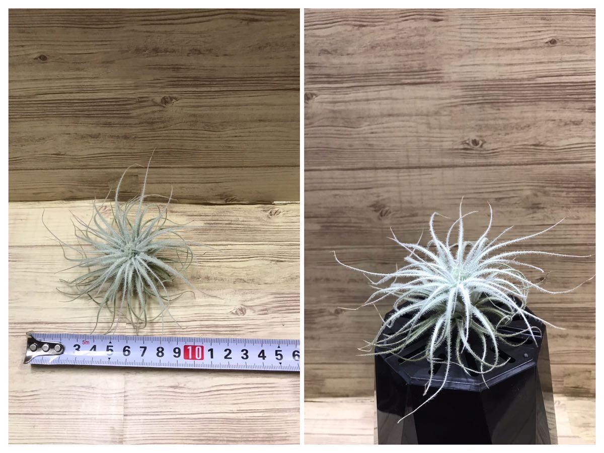 *chi Ran jia tech tiger m10~15cm size air plant including in a package possible to correspond *