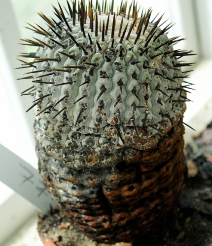 ■新着激レア 孤竜丸 エスメラルダ産! 種子5粒 説明書付き Copiapoa cinerea ver. columna-alba (JN2469) コルムナ アルバ θ **ц** п ④_画像2