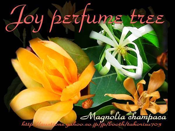 ■最高級香水原料 在来種 マグノリア チャンパカ 今季新 種子 10粒 キンコウボク 美容 **ц**　⑯_画像1