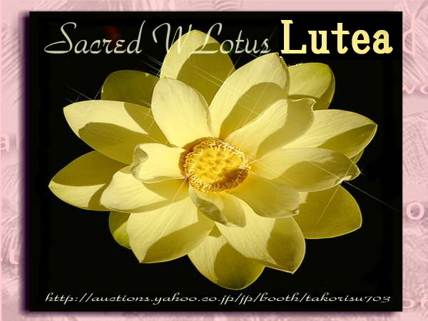 ■激レア！■優美な黄色のハス！【薔薇より美しく香り貴い ルテア】Nelumbo Lutea 種子 5個！ 　蓮 γ **ц** ⑨_画像1