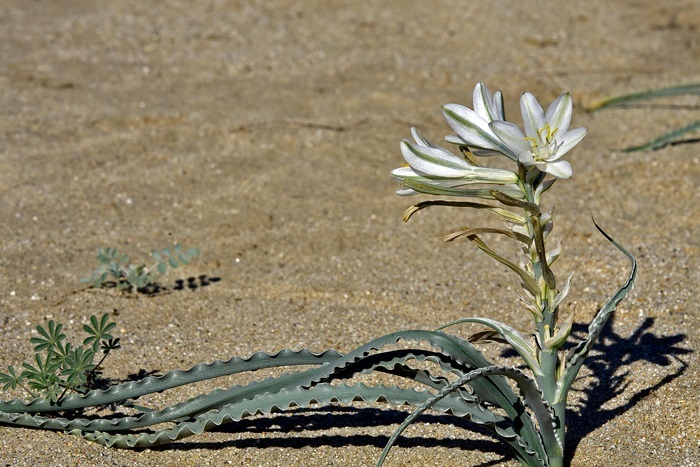 激レア！魅惑！砂漠のユリ Hesperocallis undulate 種子5粒+説明ラベル付き　γ **ц** θ 　⑧_画像4