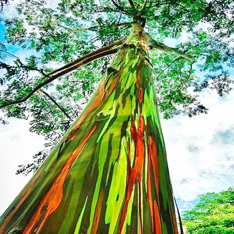 激レア！【美しい虹色の樹】 レインボー ユーカリ 種子300粒以上　Eucalyptus deglupta　ш **ц**　⑮_画像1