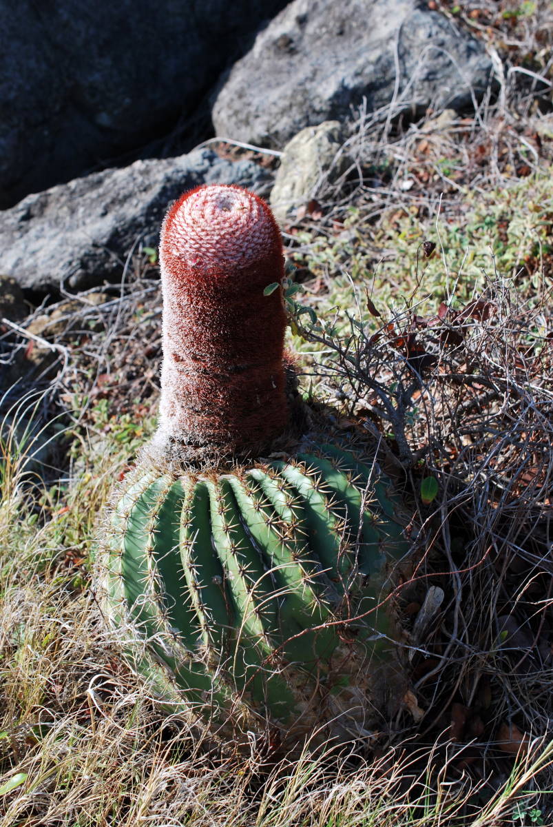 ■レア奇抜■カリブ海の奇妙な赤帽サボテン！ メロカクタス イントルトス 種子10粒 Melocactus intortus θ **ц** п ④の画像2