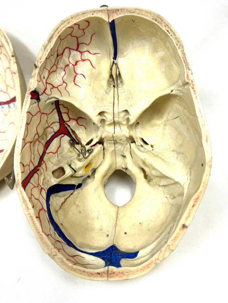 ■本物 骨格標本 医学・歯科■ 頭蓋骨 脳頭蓋 顔面頭蓋 顎関節 人骨 医療 資料 可動式 耳鼻科 整形外科の画像7