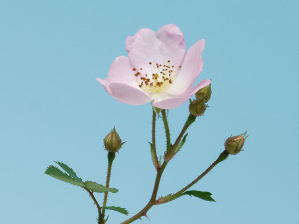 ノバラ小夜姫◆野薔薇●山野草・盆栽添草・高山植物●_①参考画像