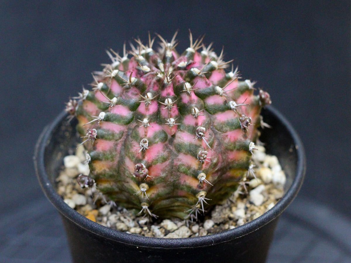 015. ギムノカリキウム Gymnocalycium friedrichii LB2178 x T-REX 【RONIN_CACTAS69】_画像4