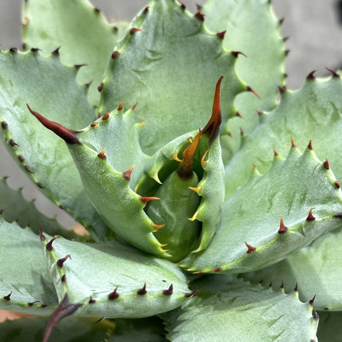 【龍園觀】①No.110 特選 アガベ 多肉植物 八荒雷神 超陽炎 極上株_画像9